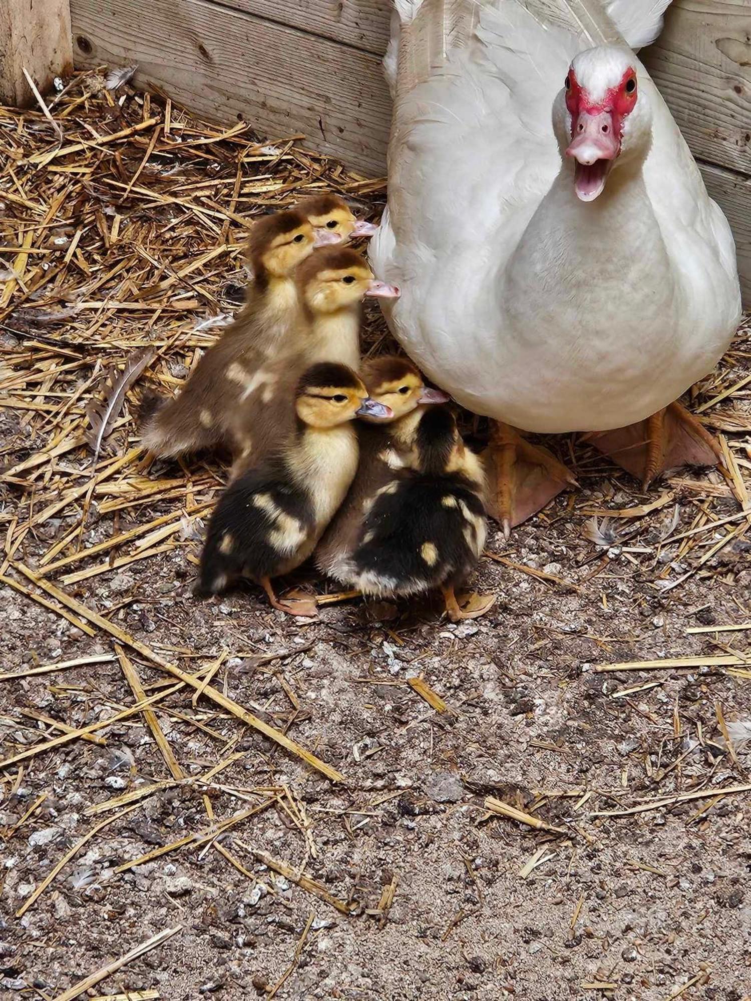 Gite Canard Fromelles Zewnętrze zdjęcie