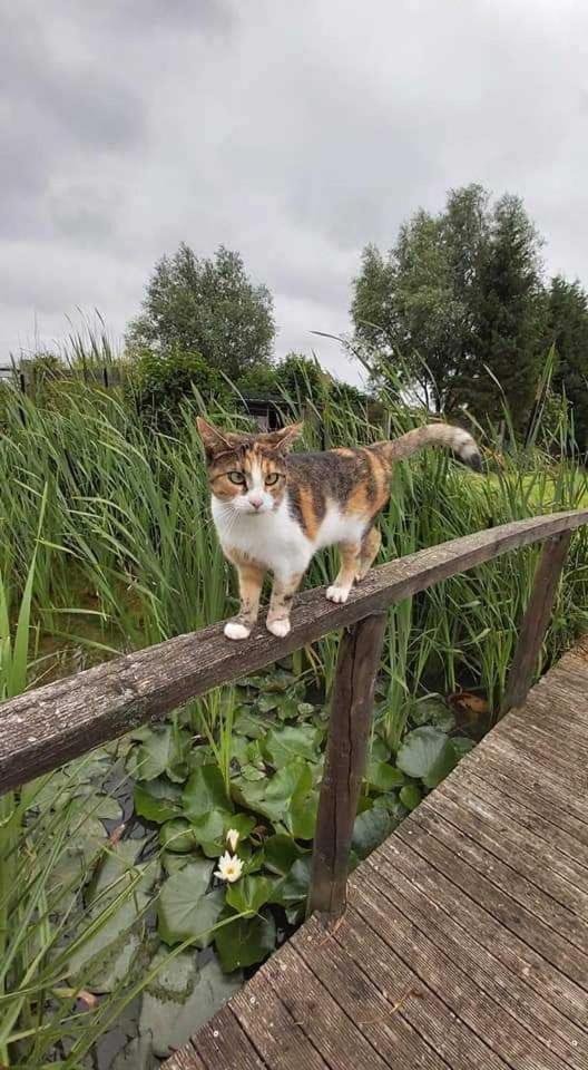 Gite Canard Fromelles Zewnętrze zdjęcie